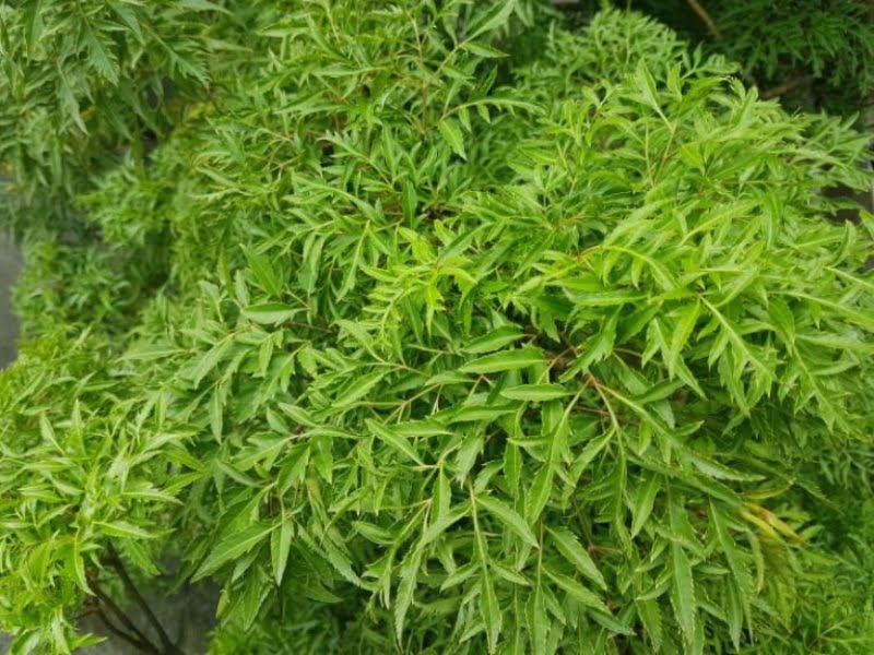 6-mon-an-loi-sua-lai-khong-tang-can2