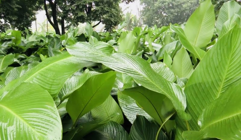 can-lam-nhung-gi-de-co-the-nau-banh-chung-ngon-va-dep
