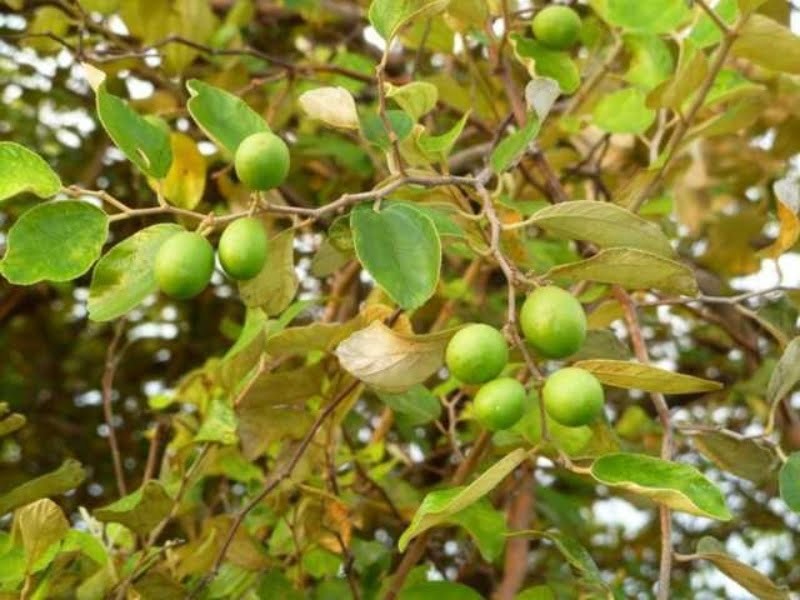 mat-ngu-van-ngu-ngon-den-sang-nho-6-loai-thuc-pham3