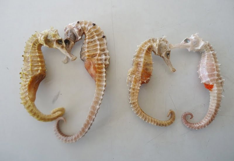 tang-cuong-ban-linh-phai-manh-bang-4-loai-ruou-bo-than-trang-duong
