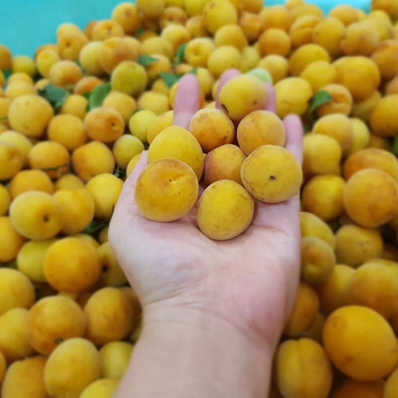 Chọn quả mơ vô cùng quan trọng