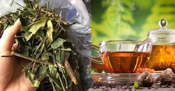 Chè vằng lợi sữa là đúng nhưng phải sử dụng đúng liều lượng