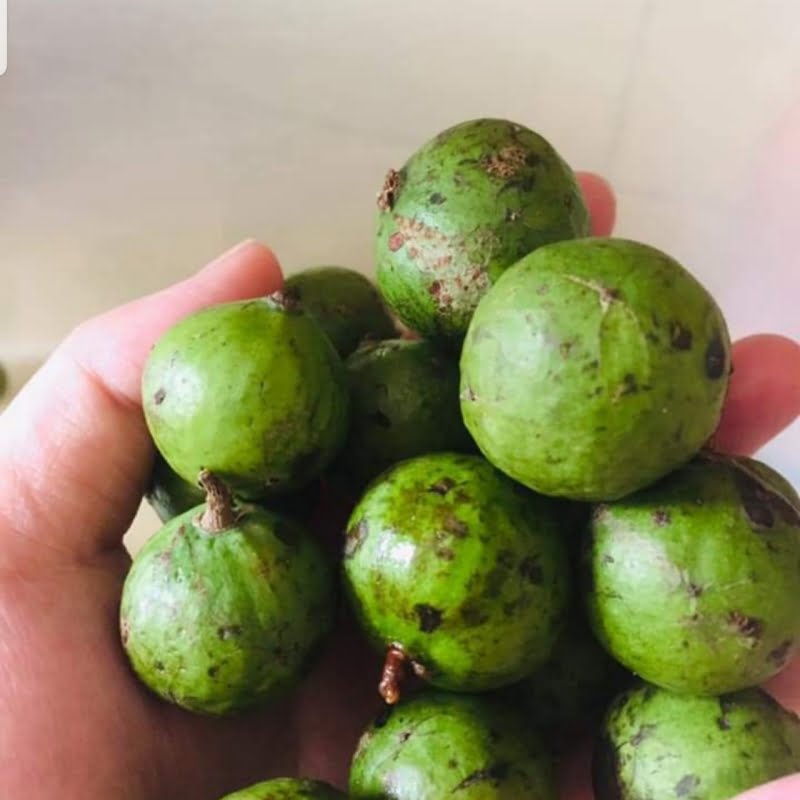 Trái sấu có màu xanh đẹp mắt, quả nhỏ xinh, khi ăn có vị chua chua, giòn giòn