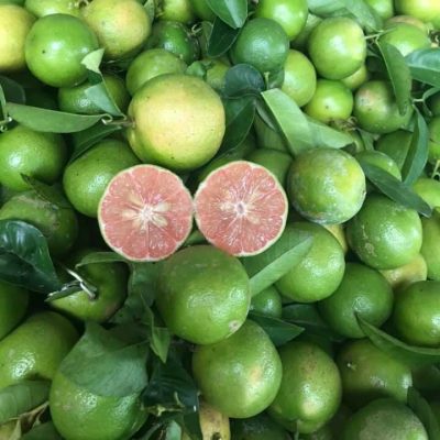 rượu trái cây