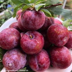 Rượu mận