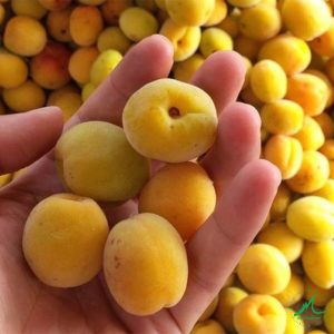 rượu mơ quận Phú Nhuận