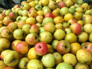rượu táo mèo Hà Nội